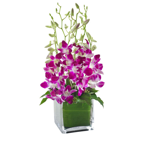 Violetta